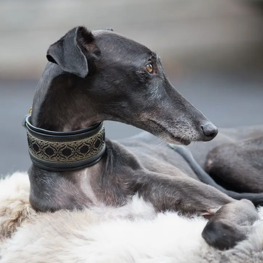 Medieval Greyhound Collar